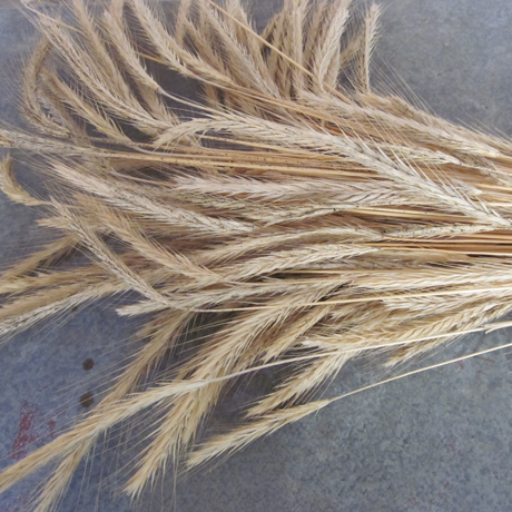 Organic Barley Berries