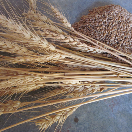 Organic Hollis Wheat Berries