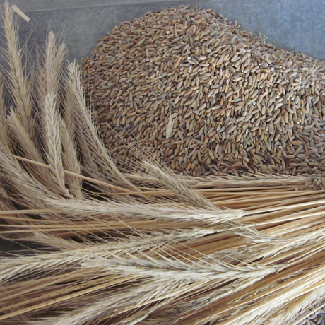 Rye Berries