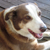 Willie Hindley, Wonder Dog